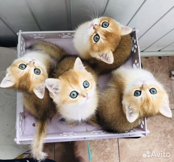 Котята золотая шиншилла