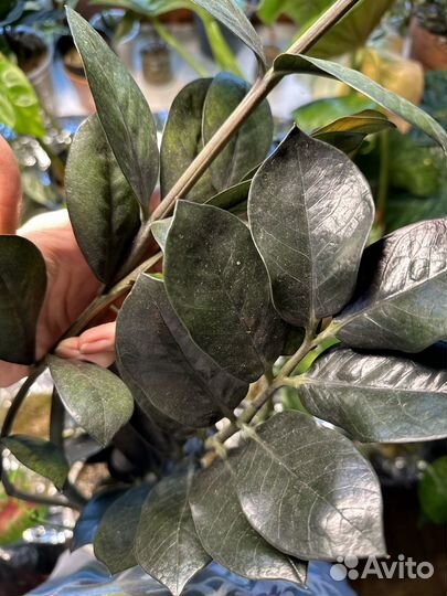 Редкие суккуленты и др