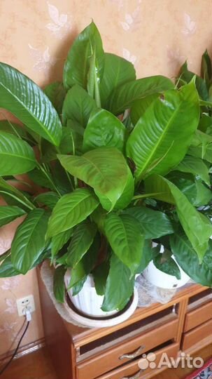 Спатифиллум