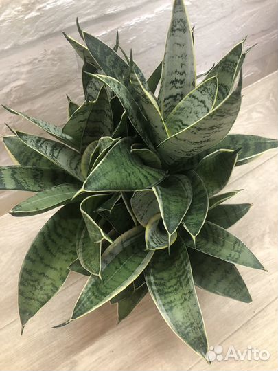 Сансивиерия