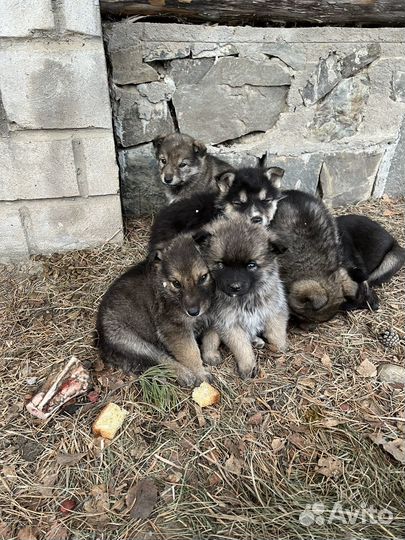 Щенки