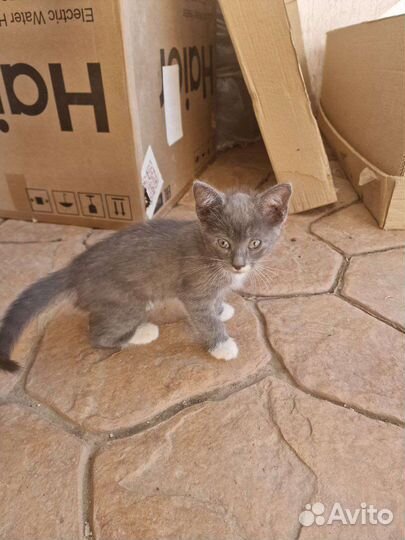 Котята бесплатно