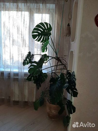 Монстера
