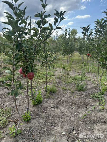 Саженцы яблони