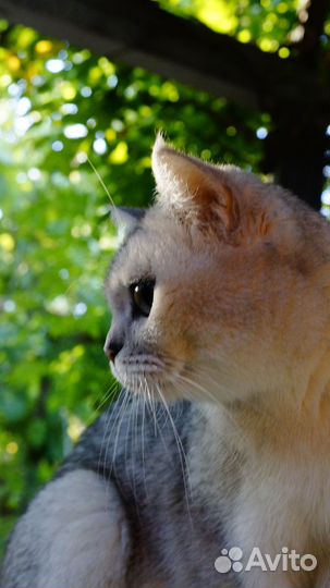 Британская