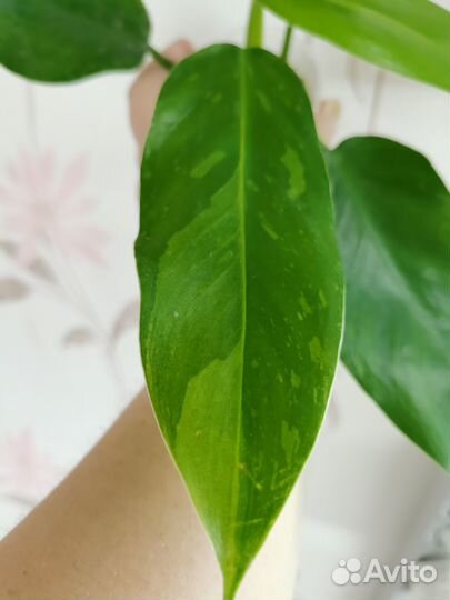 Филодендрон Imbre White Marble (Jose Bueno)