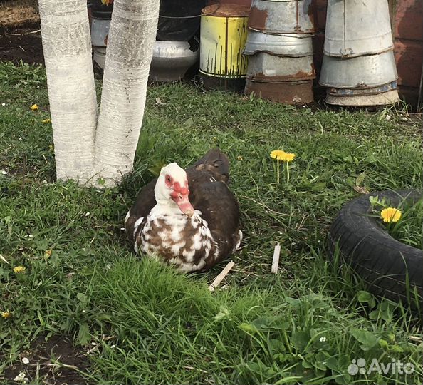 Селезень индоутки