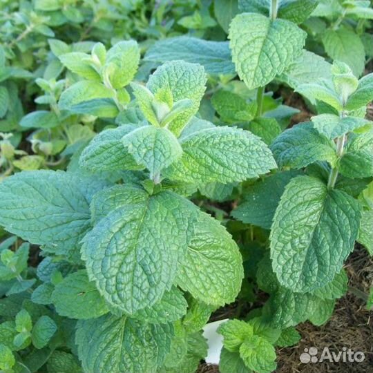 Мята классическая