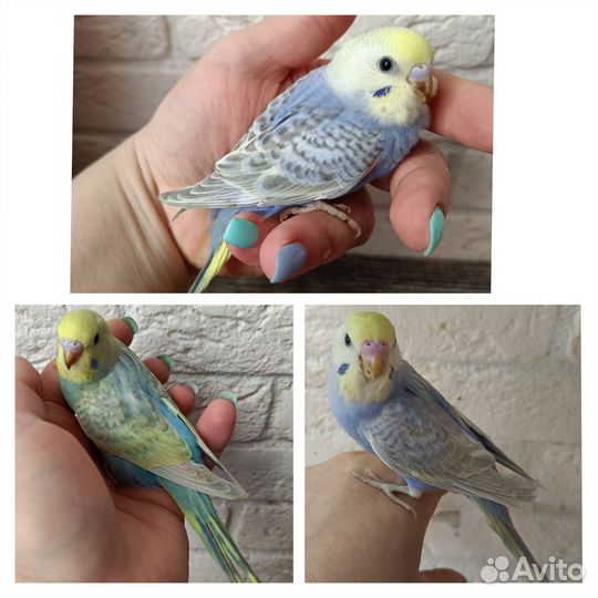 Радужные самцы от 33 дней