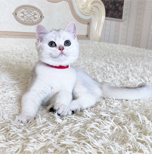 Серебристая шиншилла по имени Pepa