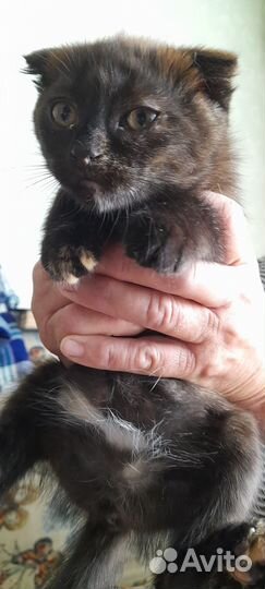 Отдам в добрые руки