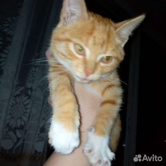 Рыжий котик в добрые руки