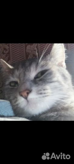 Кошка в дар бесплатно