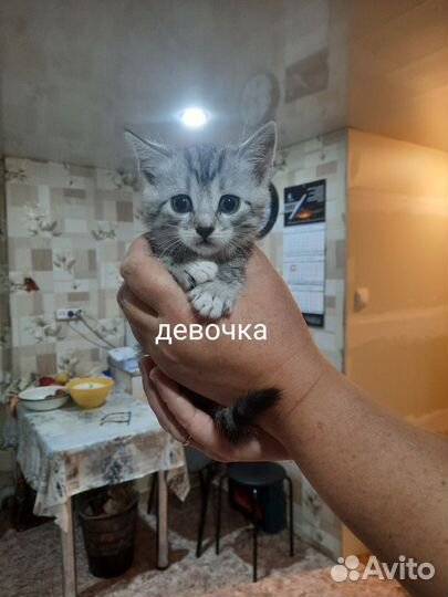 Кошки в добрые руки бесплатно