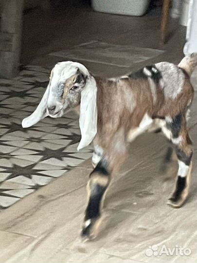 Молоко козье