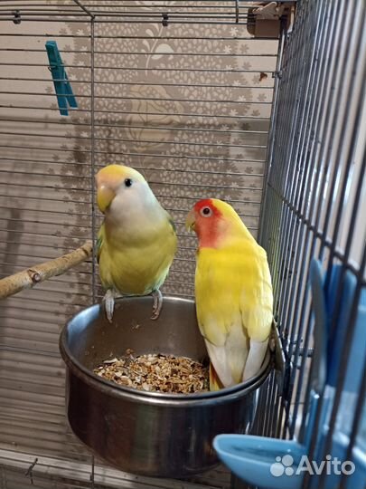 Попугаи неразлучники