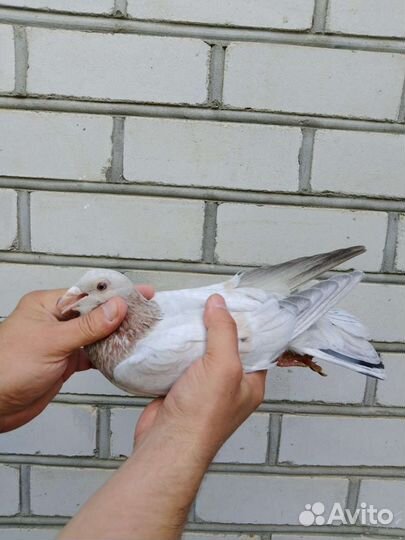 Спортивные голуби