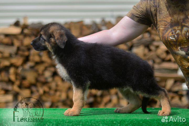 Девочки, длинношерстная и стандартная