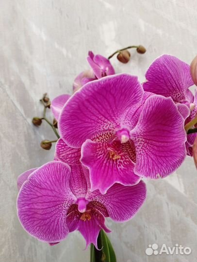 Орхидея фаленопсис Биг-Лип очень яркая