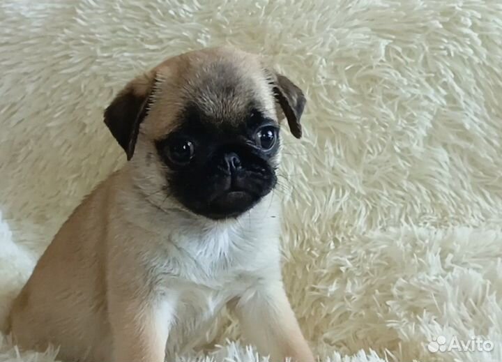 Щенки мопса абрикосового и бежевого окраса