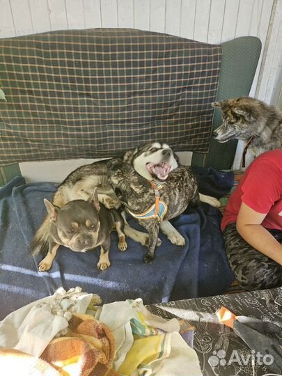 Маламут девочка