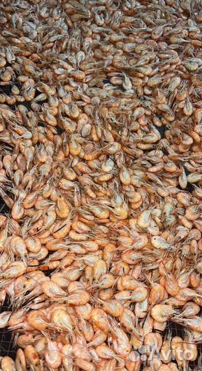 Креветка Усик Premium