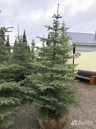 Ель голубая