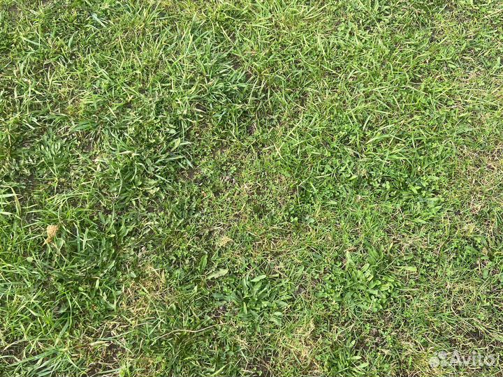 Газонная трава