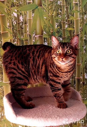 Котята-рысята