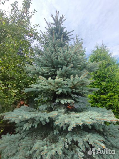 Ёлка живая