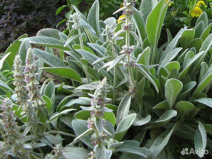 Почвопокровные многолетники