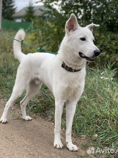 Собаки бесплатно