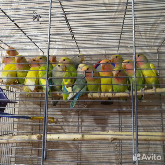 Продаю попугайчиков-Неразлучников