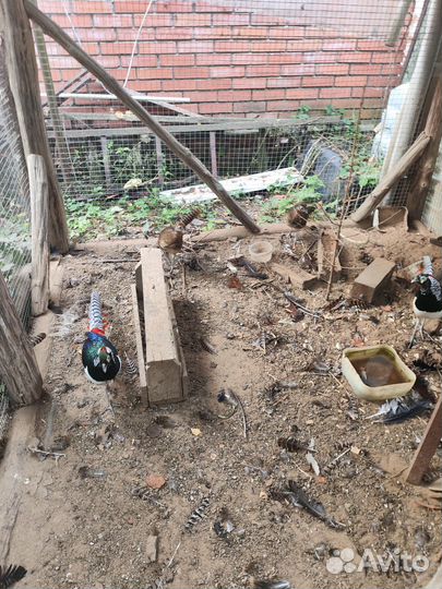 Фазаны трагопан темминка и алмазные