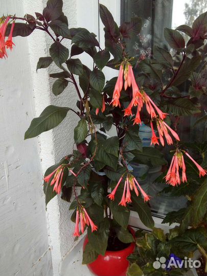 Белый декабрист, калатея, фикус