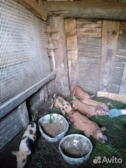 Поросята пьетрен+дюрок
