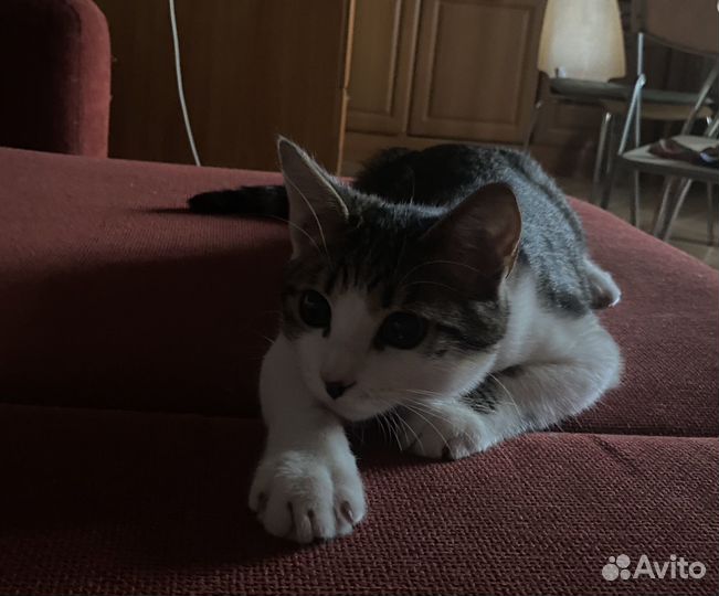 Котёнок в добрые руки бесплатно