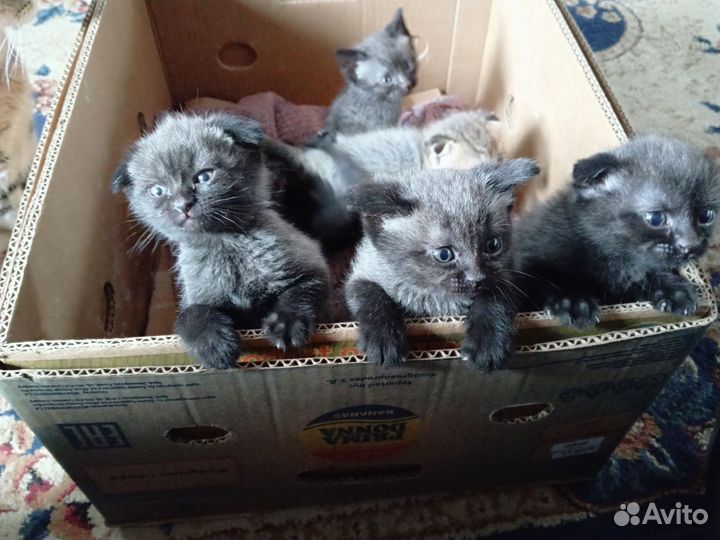 Котята вислоухие