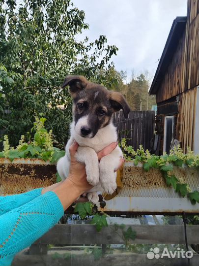 Щенок ищет дом