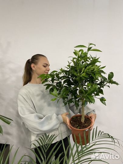 Цитрусовое дерево