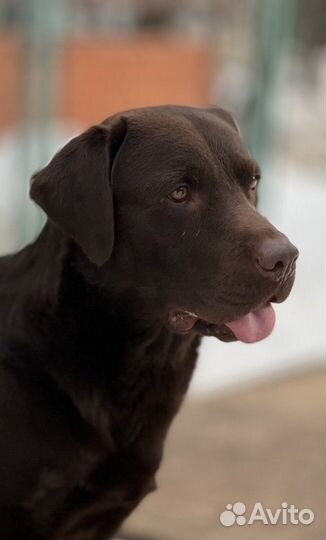 Кобель лабрадора вязка