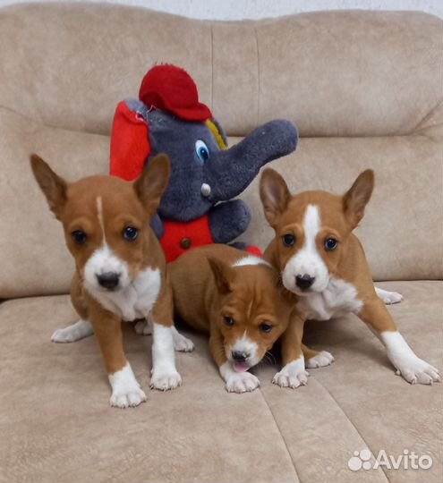 Басенджи, девочки И мальчики