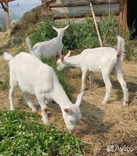 Чистопородные зааненские козочки