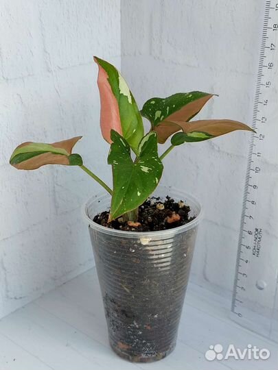 Сингониум Ред Спот Триколор,Империал Вайт