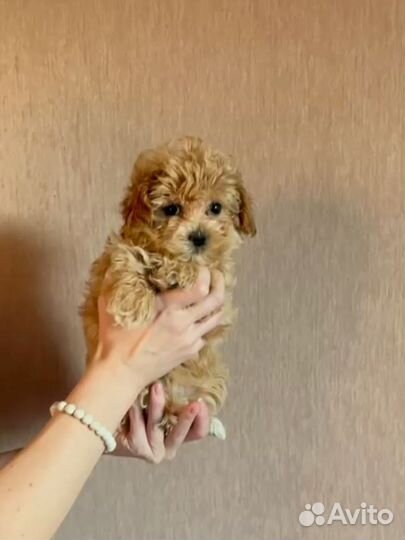 Рыжие кудряшки