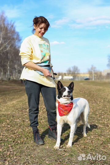 Собака Бим хочет домой из приюта