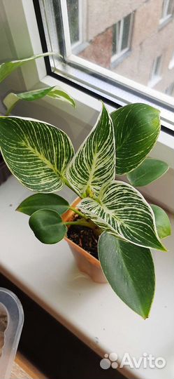 Комнатные растения