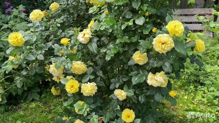 Саженцы роз окс на осень