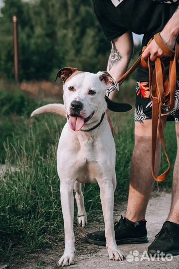 Метис питбуля Латте в добрые руки