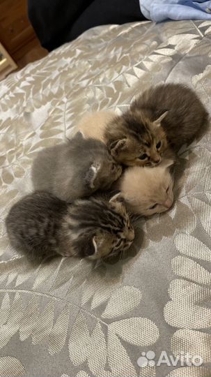 Котята в добрые руки